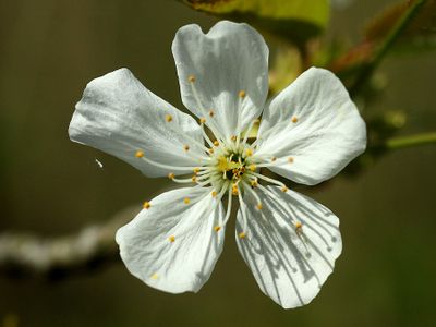 Flower on a wild cherry tree in the forest 