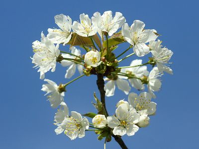 Blooming wild cherry tree in the forest