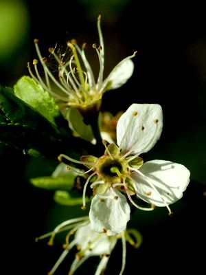 Wild flowers in Forest