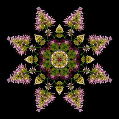 Kaleidoscopic picture created with Blooming grass seen in September