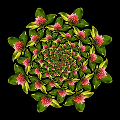 Spiral creation with a wildflower seen in September. 104 copies of the same flower