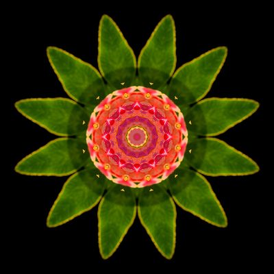 Kaleidoscopic picture created with a wildflower seen in September