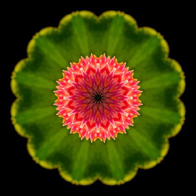 Kaleidoscopic picture created with a wildflower seen in September