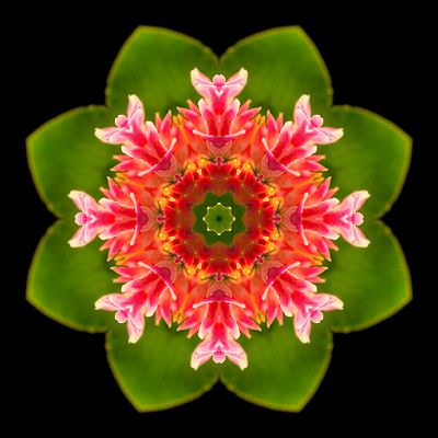 Kaleidoscopic picture created with a wildflower seen in September