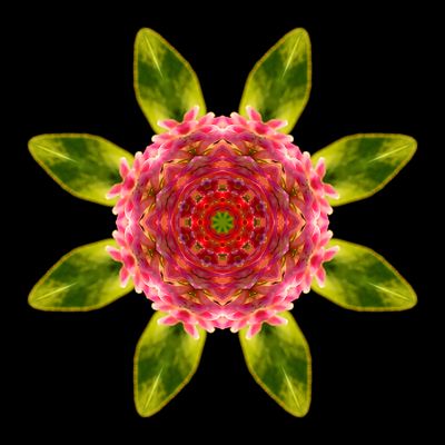 Kaleidoscopic picture created with a wildflower seen in September