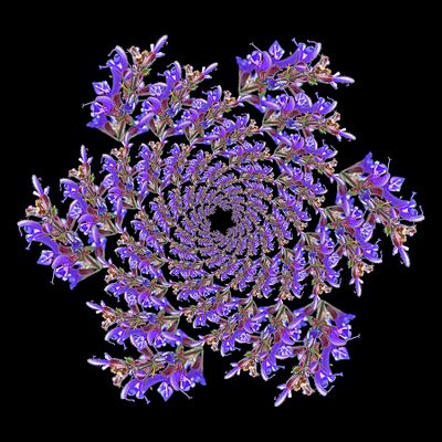 Spiral creation with a wild salvia flower