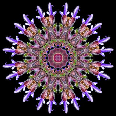 Kaleidoscopic creation with a wild salvia flower