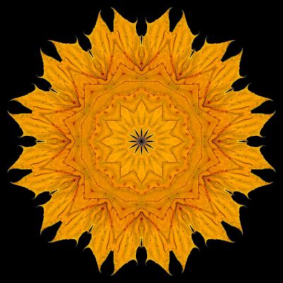 Kaleidoscopic picture created with an autumn leaf seen in November
