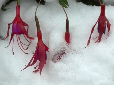 Flowers in front of the house