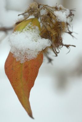 Detail of a snow-covered leaf