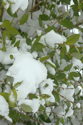 Green leaves with snow