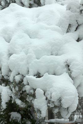 Snow-covered green bush