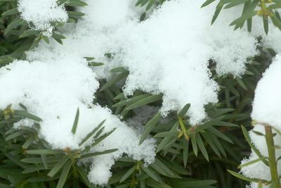 Bush (Taxus baccata) with snow