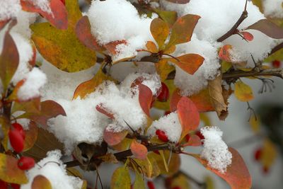 Bush (Berberis thunbergii) with snow