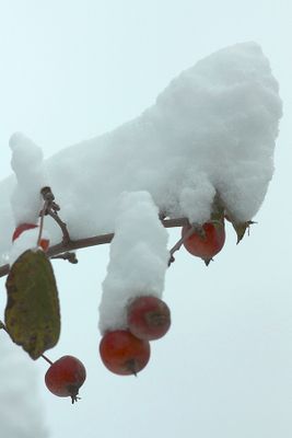 Detail in snow along the street