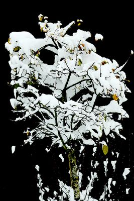 Snow-covered bush