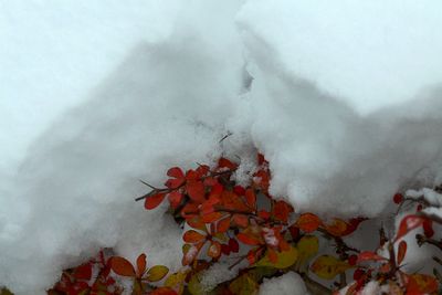 Detail of snow-covered bush