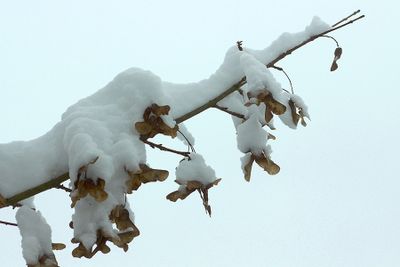Detail of snow-covered bush