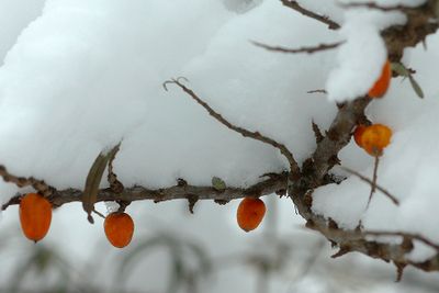 Detail of snow-covered bush