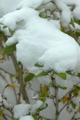 Detail of snow-covered bush