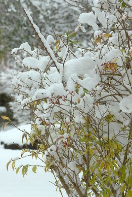 Bush in my backyard