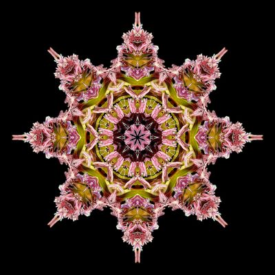 Kaleidoscopic picture created with Blooming grass seen in September