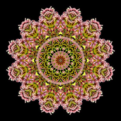 Kaleidoscopic picture created with Blooming grass seen in September