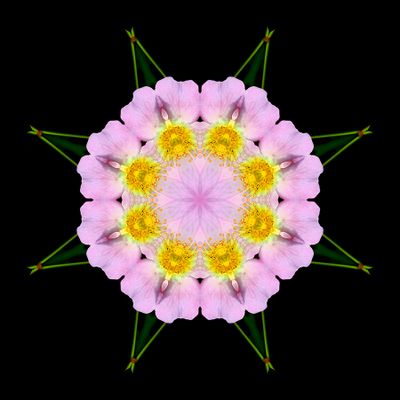 Kaleidoscopic picture created with a wild rose (rosa canis) 28th May