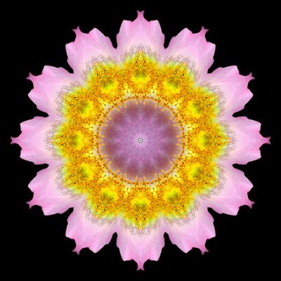 Kaleidoscopic picture created with a wild rose (rosa canis) 28th May