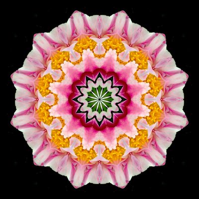Kaleidoscopic picture created with a wild rose (rosa canis) 28th May