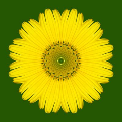 Kaleidoscopic picture created with a wildflower 28th May