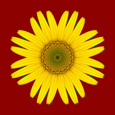 Kaleidoscopic picture created with a wildflower 28th May