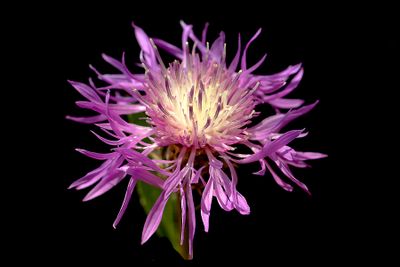 Wild flowers in June