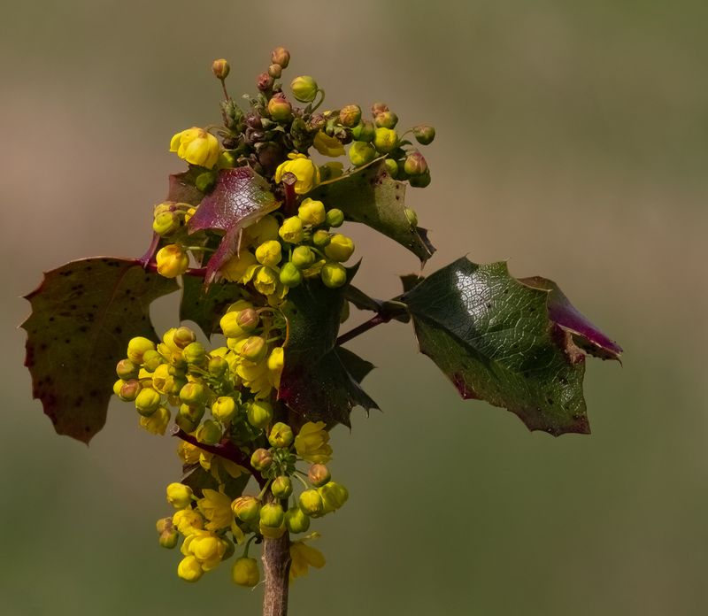 Racine Erland2022 Celebration of NatureWild Beauty