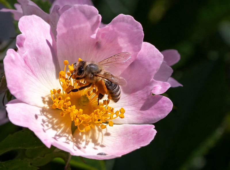 Rachel Penney2022 Celebration of NatureWill Bee So Sweet