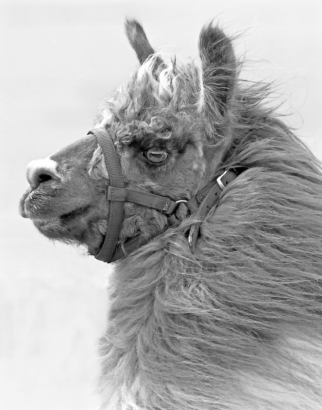 <br>Racine Erland<br>CAPA 2022 Fall Monochrome<br>Portrait of a Llama<br>22.5 pts