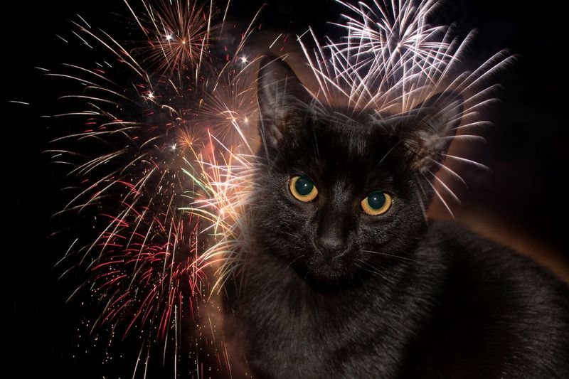 Maria Hansen2023 CAPA ArtisticLuna and Fireworks