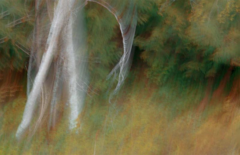 Martha Aguero2023 CAPA ArtisticWalking Tree