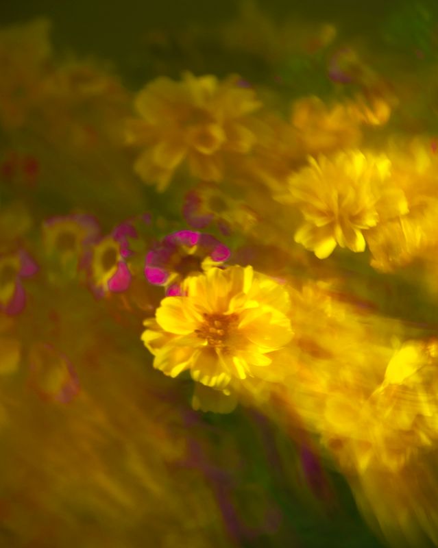 Matha Aguero2023 CAPA ArtisticFlying Flowers