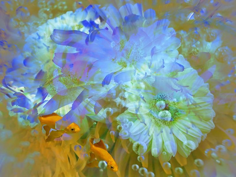 Nancy Oliver2023 CAPA ArtisticThe Fishbowl