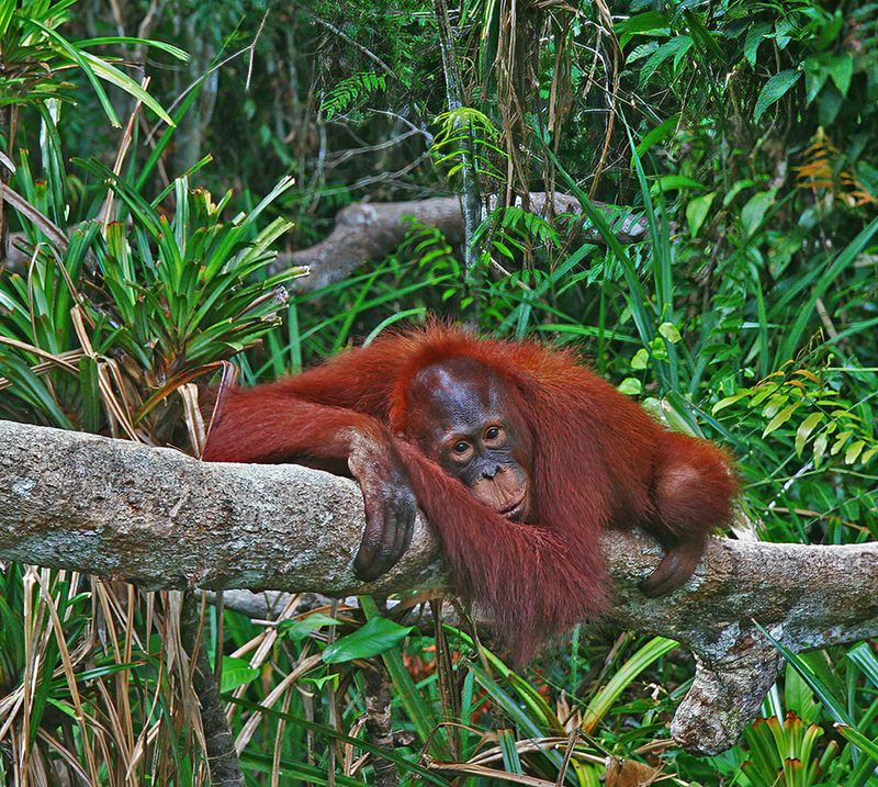 <br>Bob Skelton<br>2023 North Shore Photographic Challenge<br>Time-Out in Borneo