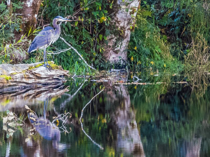 <br>Nancy Oliver<br>2023 North Shore Photographic Challenge<br>Heron Reflections