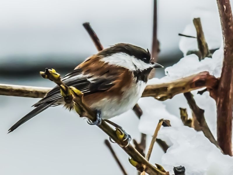 Nancy Oliver2023 CAPA Fall and WinterChestnut-backed Chickadee