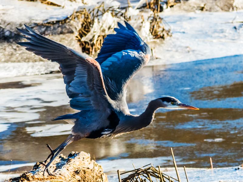 Nancy Oliver2023 CAPA Fall and WinterGreat Blue Heron