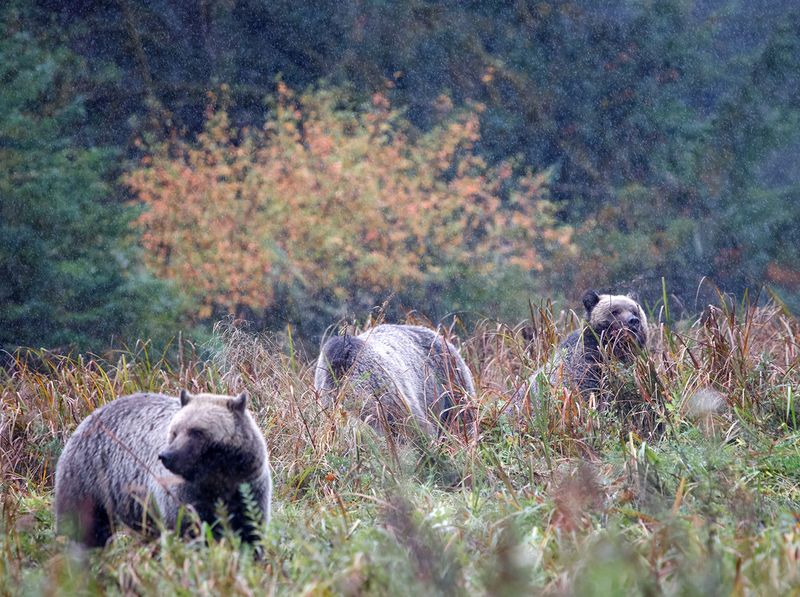 <br>Jennifer Carlstrom<br>CAPA 2023 Canada My Country<br>Raining on the Grizzly Picnic