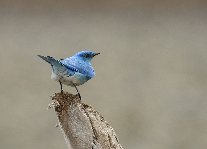 <br>Willie Harvie<br>CAPA 2023 Canada My Country<br>Mountain Bluebird<br>21.5 pts