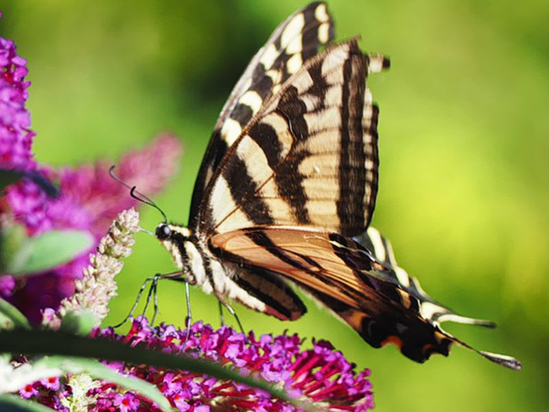 Zosia MillerCAPA 2023 Nature-WildlifeSummers_Nectar