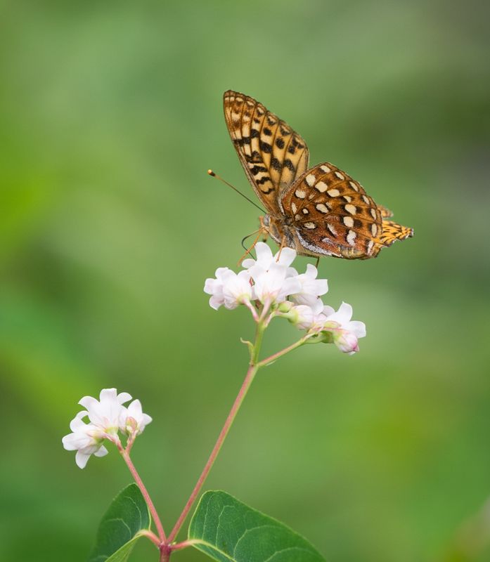 Valerie PayneCAPA 2023 Nature-WildlifeFlutter