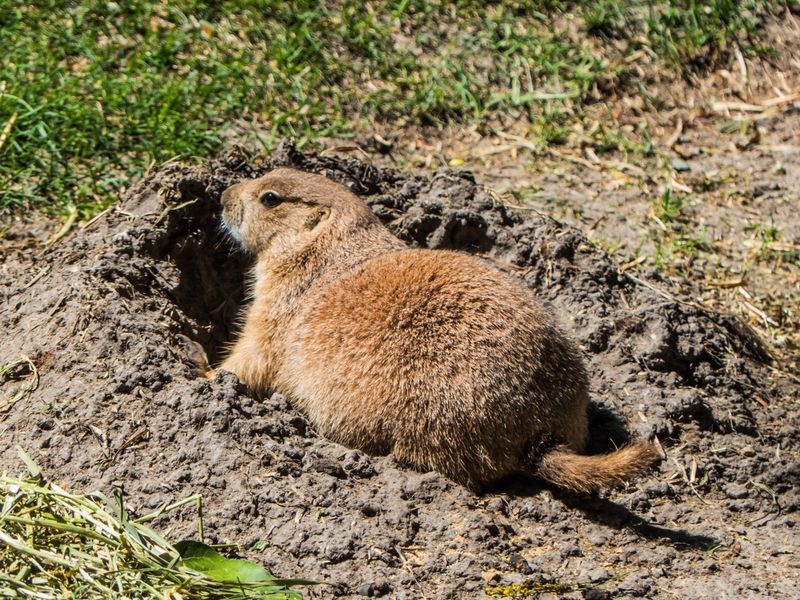 Nancy OliverCAPA 2023 Nature-WildlifeBlack-Tailed Prairie Dog