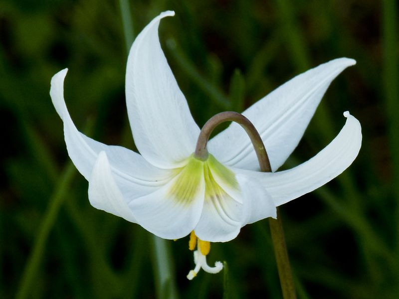 Nancy Oliver2023 Celebration of NatureFawn Lilly